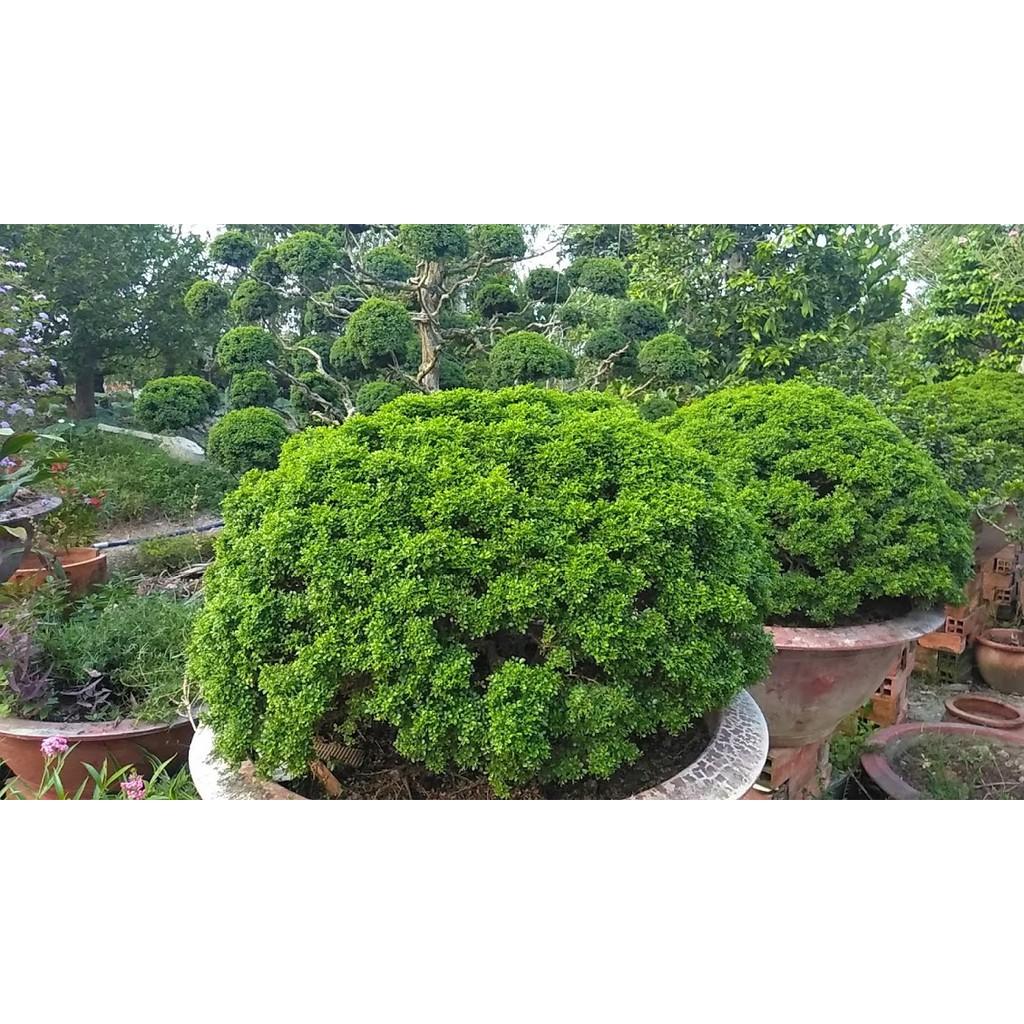 Cây Nguyệt quế toàn cầu tuyệt đẹp