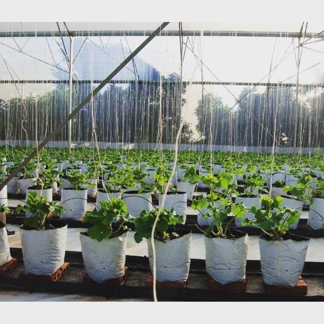 20 Túi PE 20x40 trồng cây, trồng dưa lưới, trồng rau