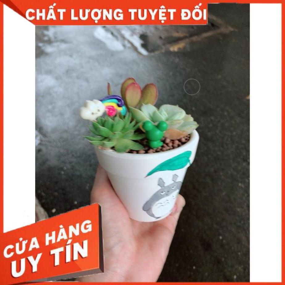 Chậu sen đá tiểu cảnh 9