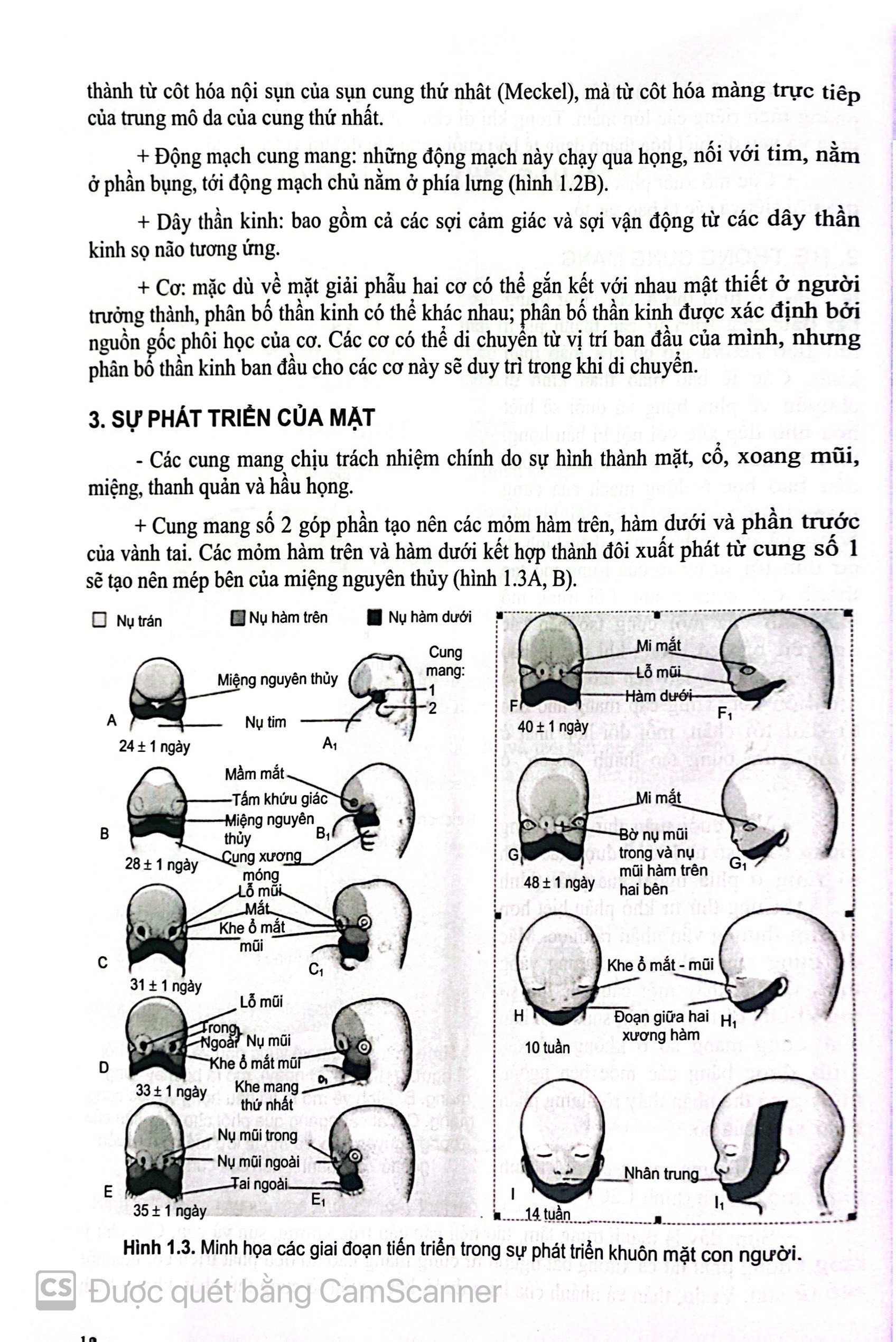 Benito - Sách - Các vấn đề cơ bản trong phẫu thuật tạo hình thẩm mỹ (Phần 3: đầu mặt cổ) 2023 - NXB Y học