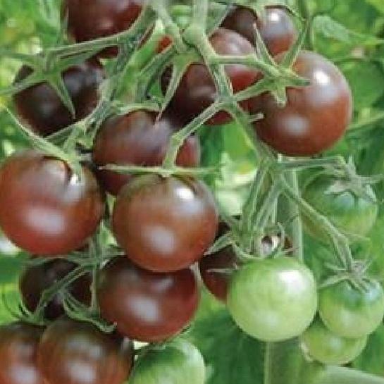Hạt giống cà chua socola chùm dể trồng f1-gói 20 hạt-tặng kèm gói phân bón lót