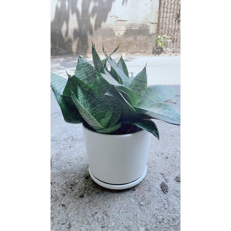 Chậu Cây Lưỡi Hổ
