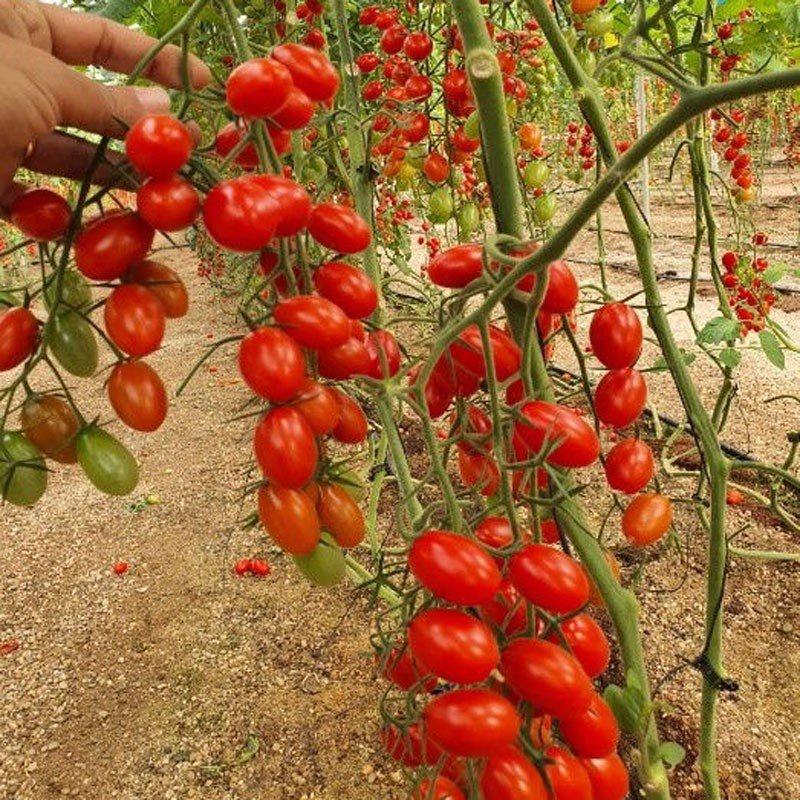 Hạt giống Cà chua bi 0.2g, Trồng được quanh năm