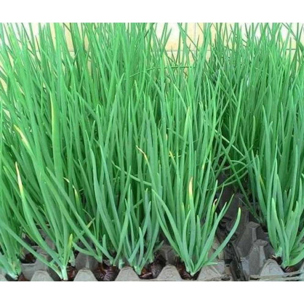 Hạt Giống Hành Hoa Cao Sản Đóng Gói 2000 Hạt - Khu Vườn Ban Công