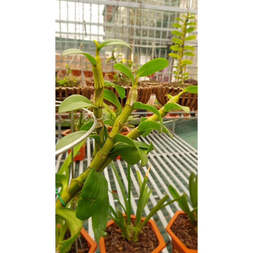 Hoa lan phi điệp Mít phân nhánh Chùa Hương