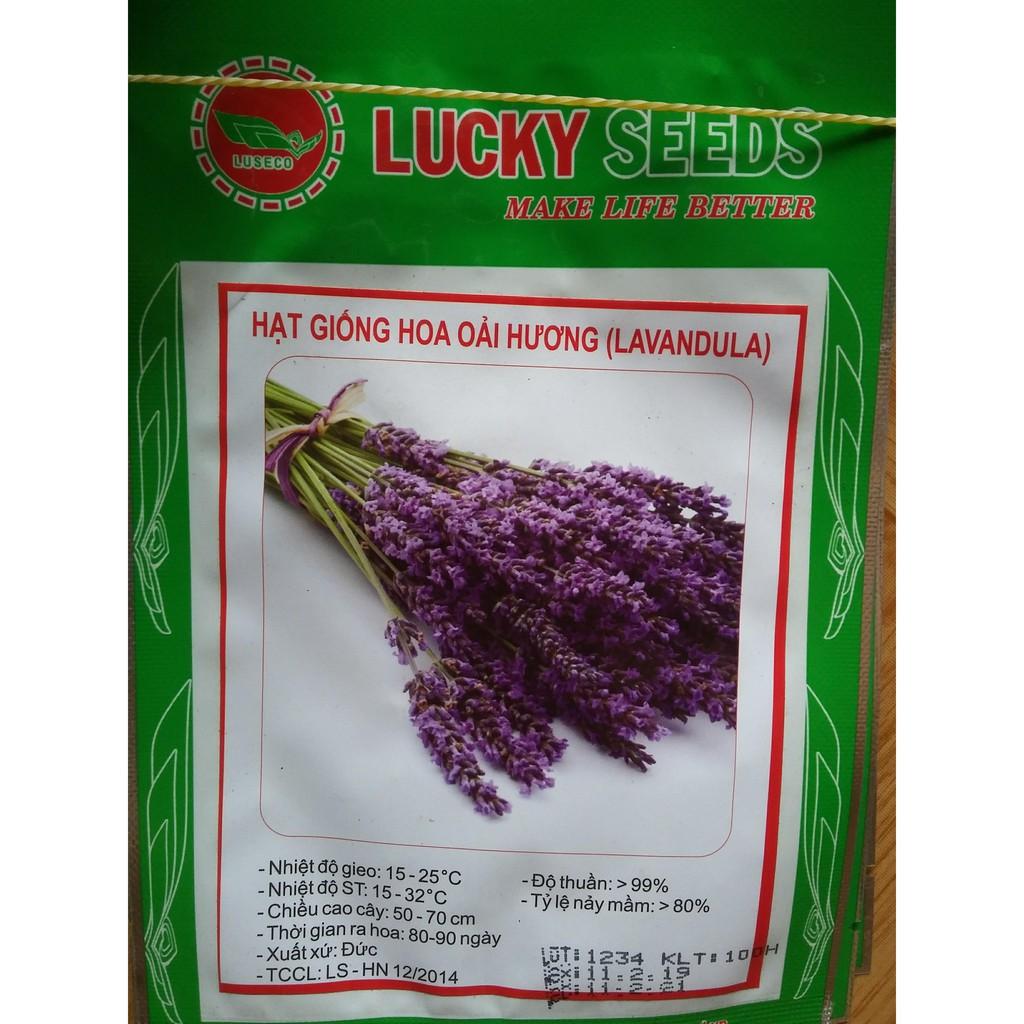 Hạt giống hoa oải hương 100H