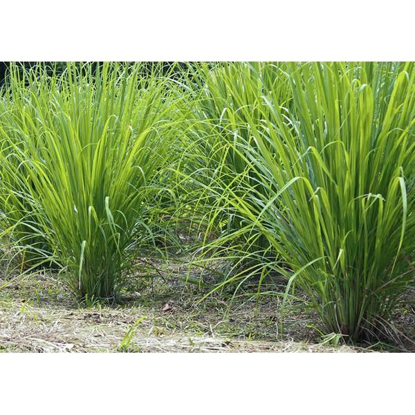 Hạt giống cỏ Ubon Paspalum - Cỏ xả chịu ngập