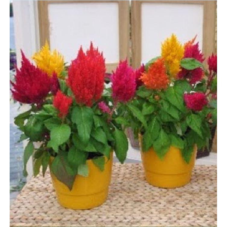 Hạt giống hoa mào gà lửa nhiều màu - 100 hạt/gói
