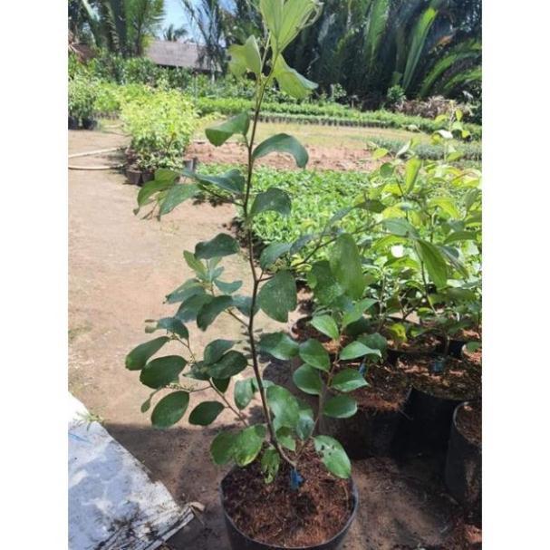 Cây Giống Táo Thái Siêu Trái, Quả To, Giòn và Ngọt