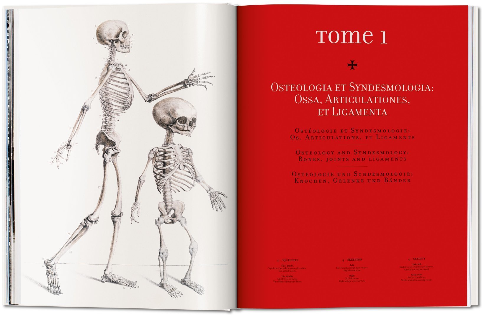 Artbook - Sách Tiếng Anh - Atlas of Human Anatomy and Surgery