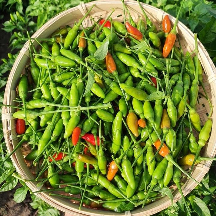 Giống ớt xiêm rừng Rd