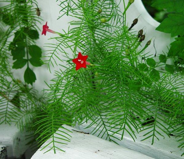 1 Gói Hạt Giống Hoa Leo Tóc Tiên Mix