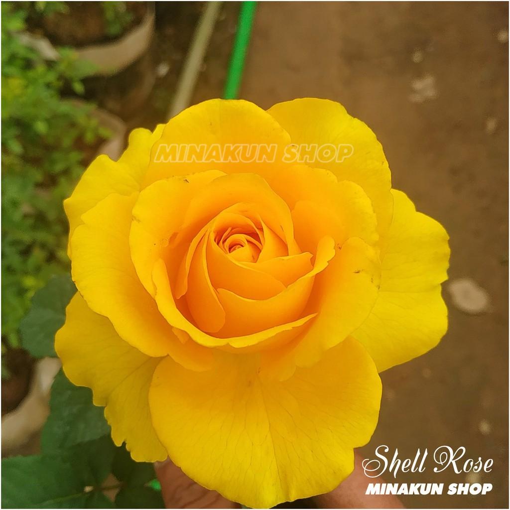 Hoa hồng ngoại Shell Rose (cây to)vàng sang chảnh - MinaKun Shop