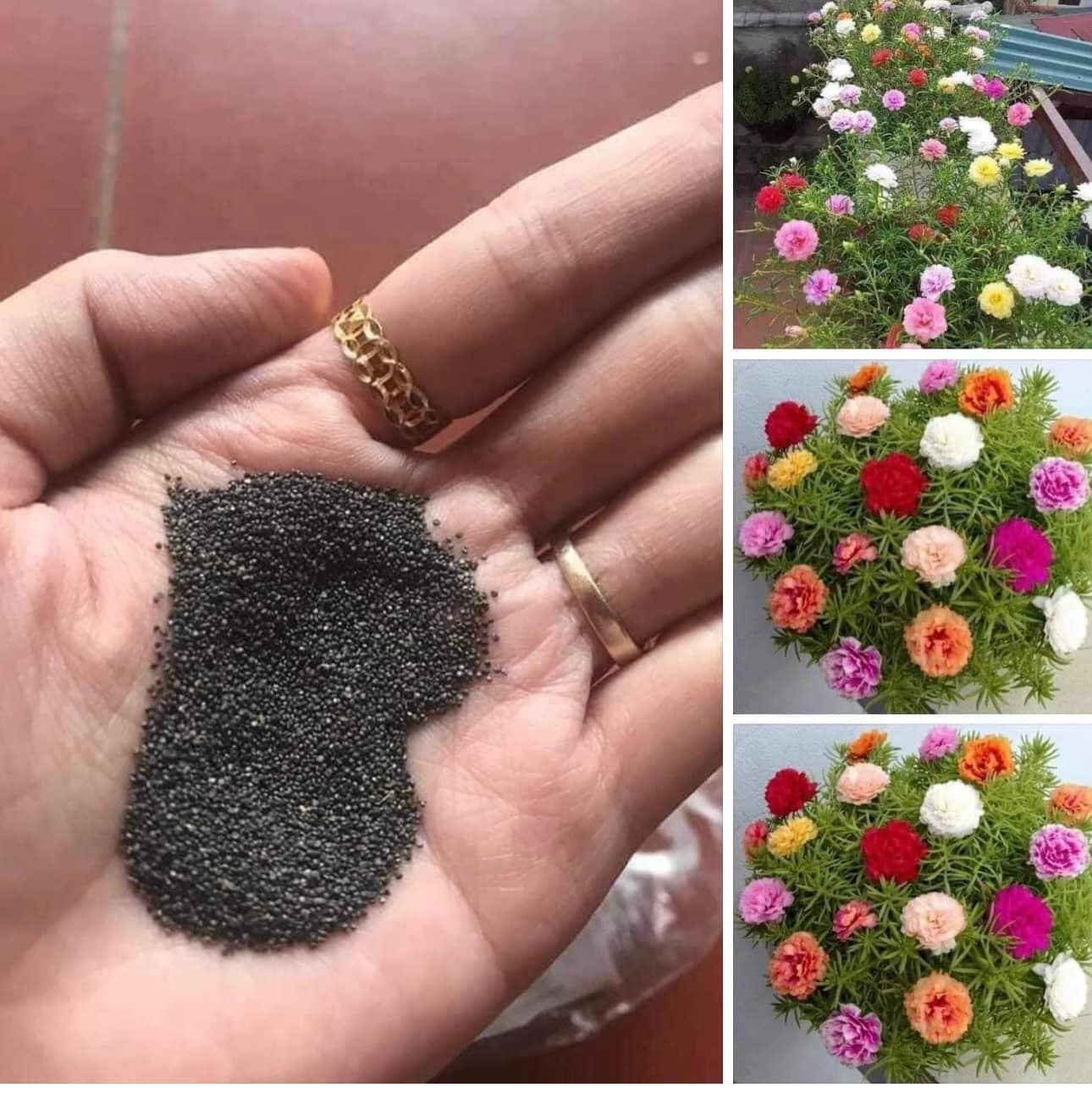 Hạt giống hoa mười giờ MỸ