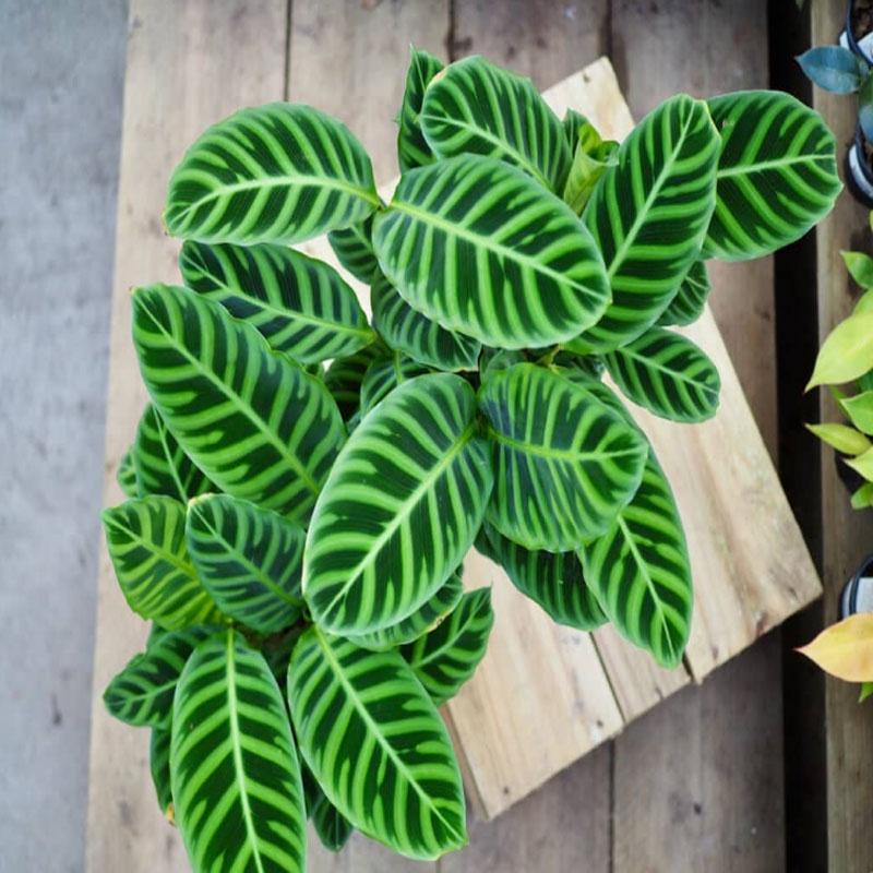 Cây Đuôi Công Ngựa Vằn ( Calathea Zebrina ) - cây cảnh để bàn