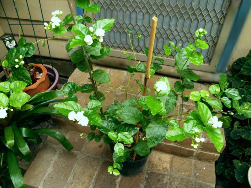 Cây hoa nhài ta, bầu cây hoa nhài ta trắng cổ, hoa thơm ướp trà uông nước cam kết chất lượng