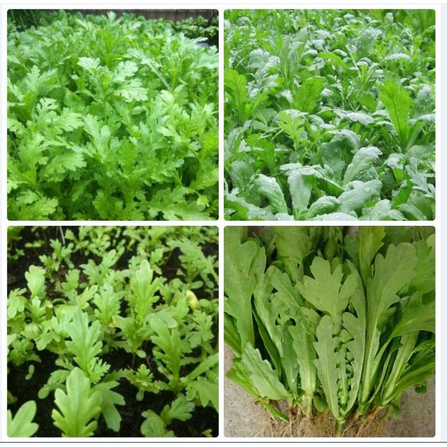 Hạt giống rau cải cúc,rau tần ô dể trồng f1-gói 20gr-tặng kèm gói phân bón lót