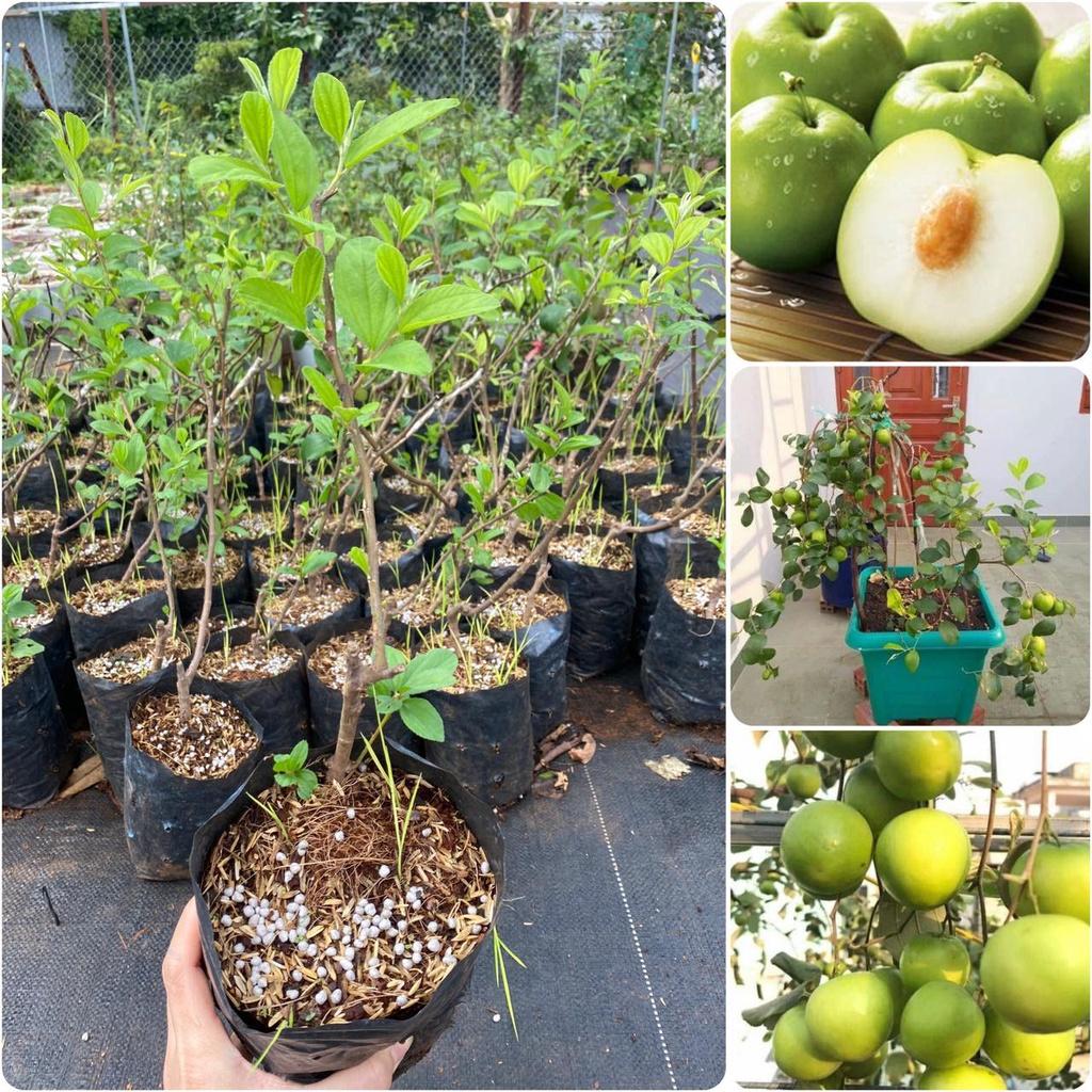Cây giống Táo Thái cho trái siêu sớm. .