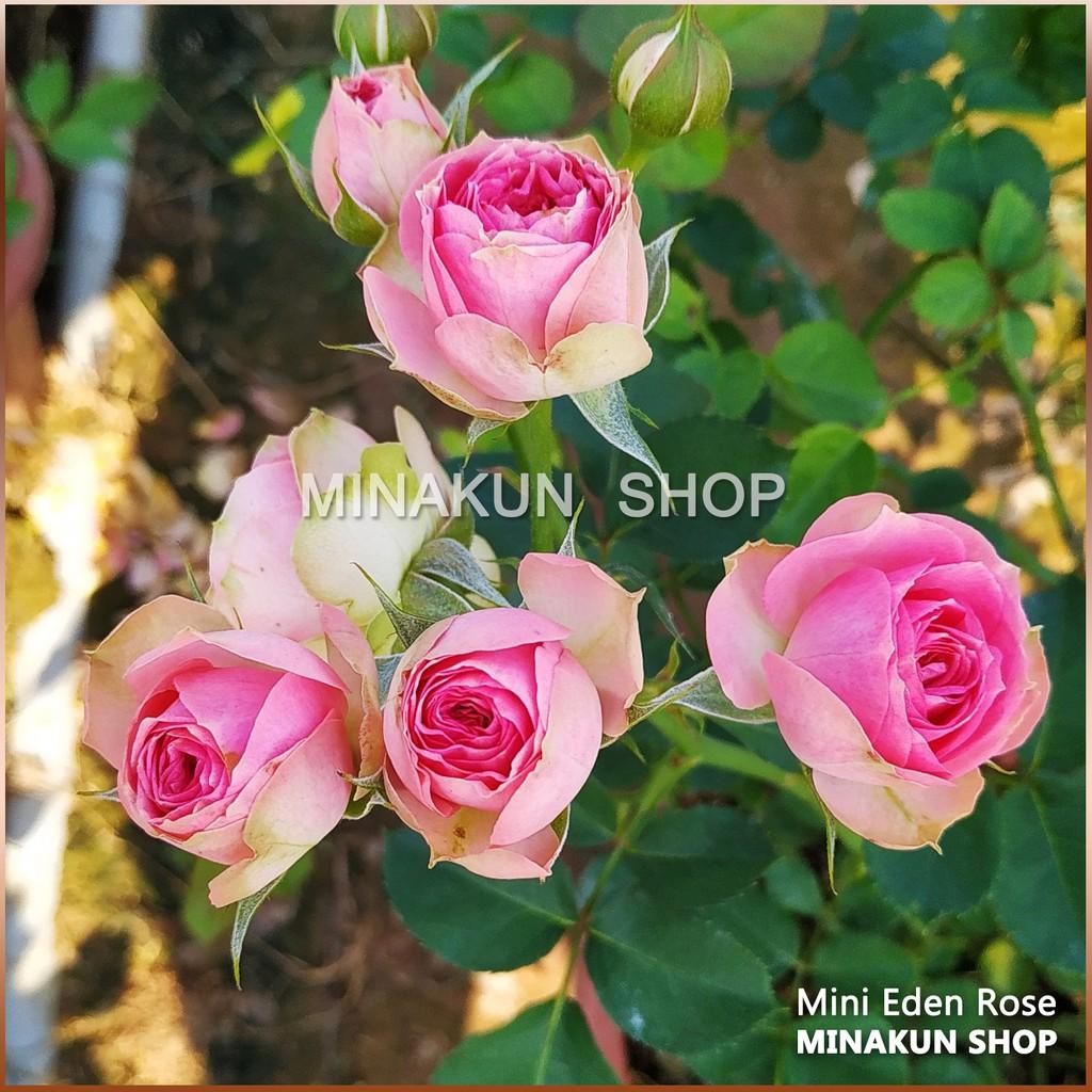Chậu hoa hồng ngoại MINI EDEN - Minakun Shop