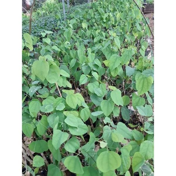 Cây giống Rau Bò Khai