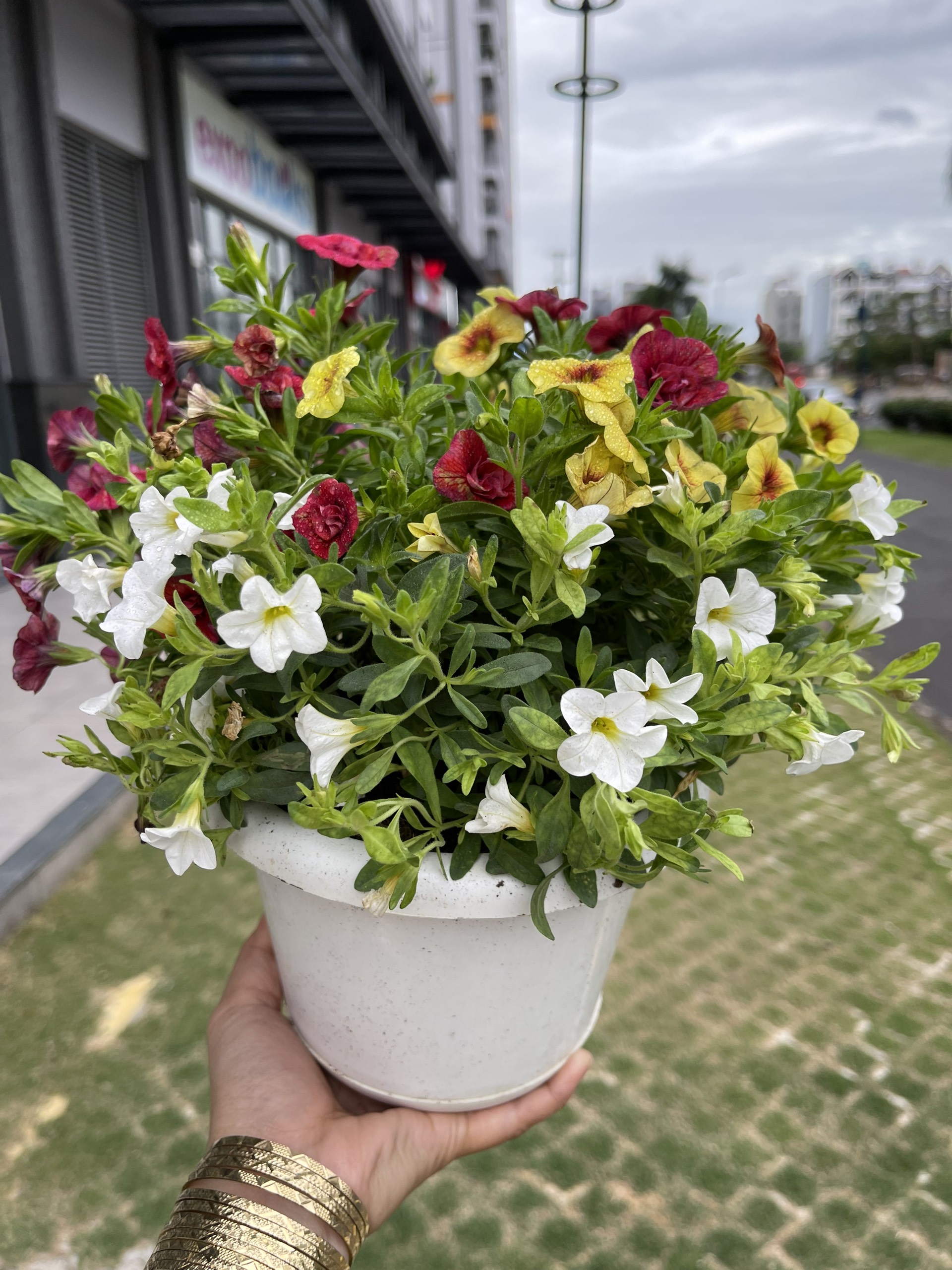 Phân bón lá NPK 5-45-10 gói 10gram