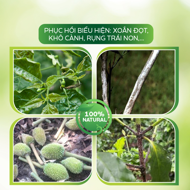 Chế Phẩm Sinh Học AT Bung Rễ Cực Mạnh, Cải Tạo Đất, Phục Hồi Nhanh, Nâng pH Đất, Tiết Kiệm Phân- AT Nutri 555 5 Lít