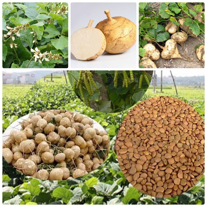 Hạt Giống Củ Đậu Cao Sản - Gói 5Gr