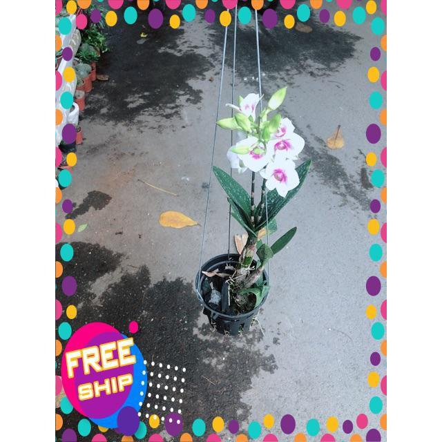 Chậu Lan Dendro Tím