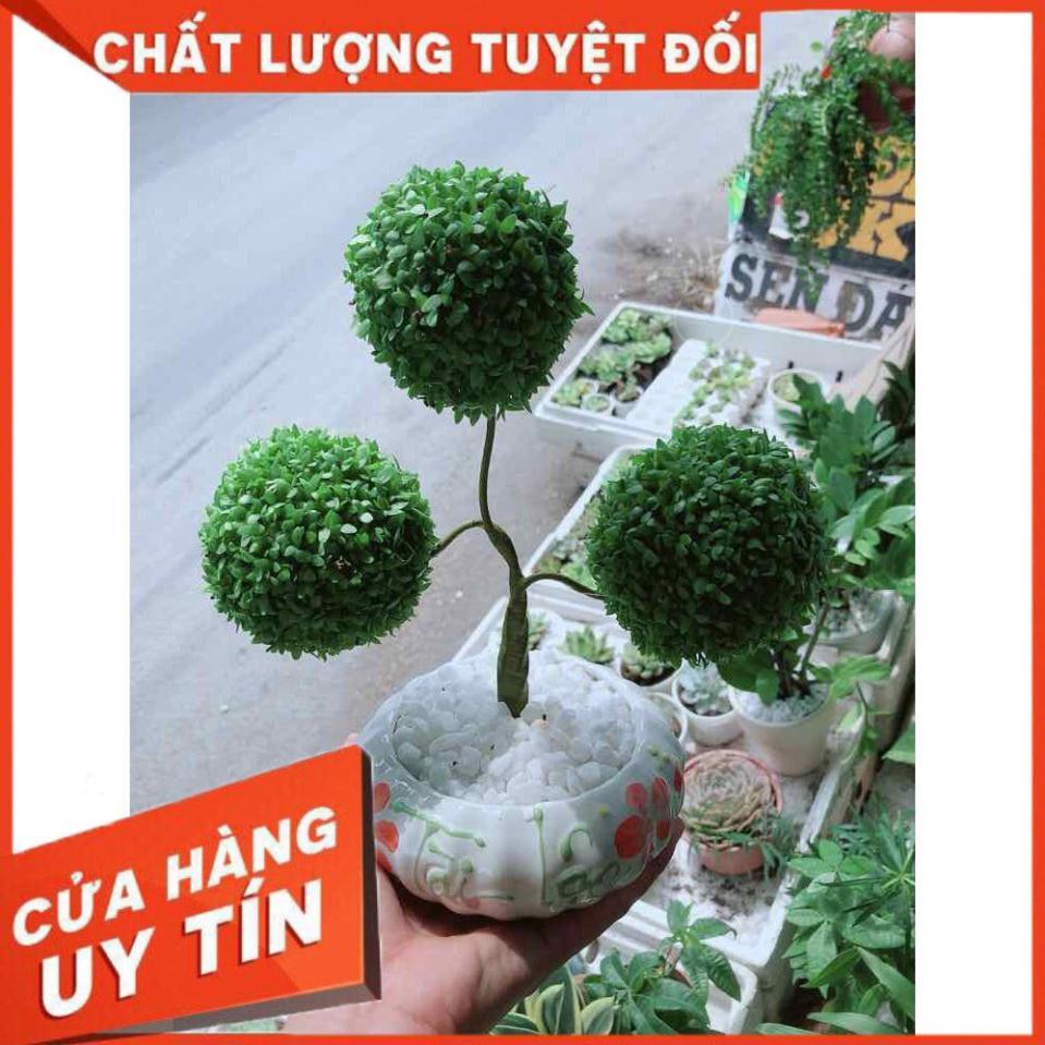 Chậu cây may mắn Nhiều Người Mua