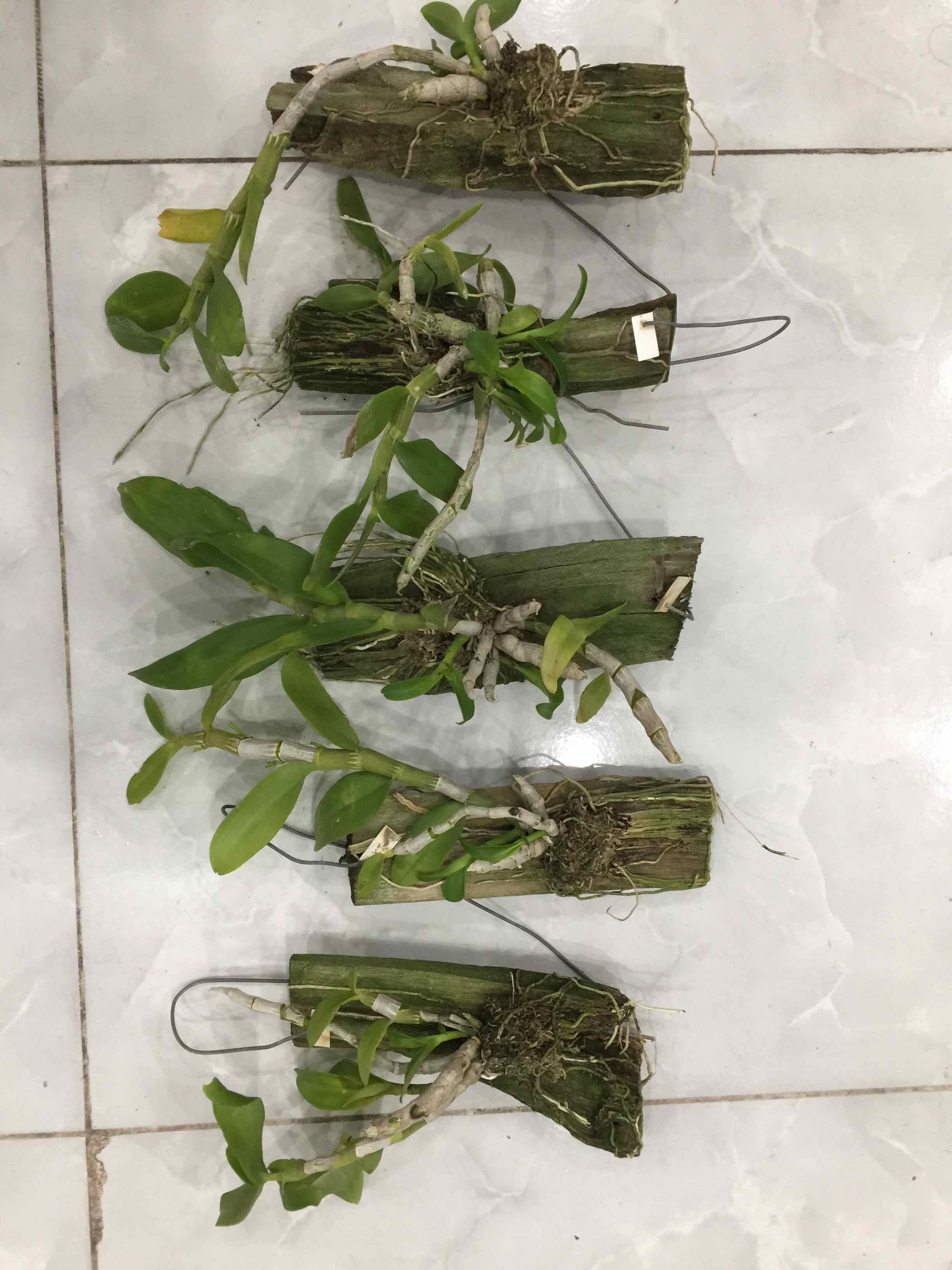 Phong lan Trầm trắng cam kết chất lượng