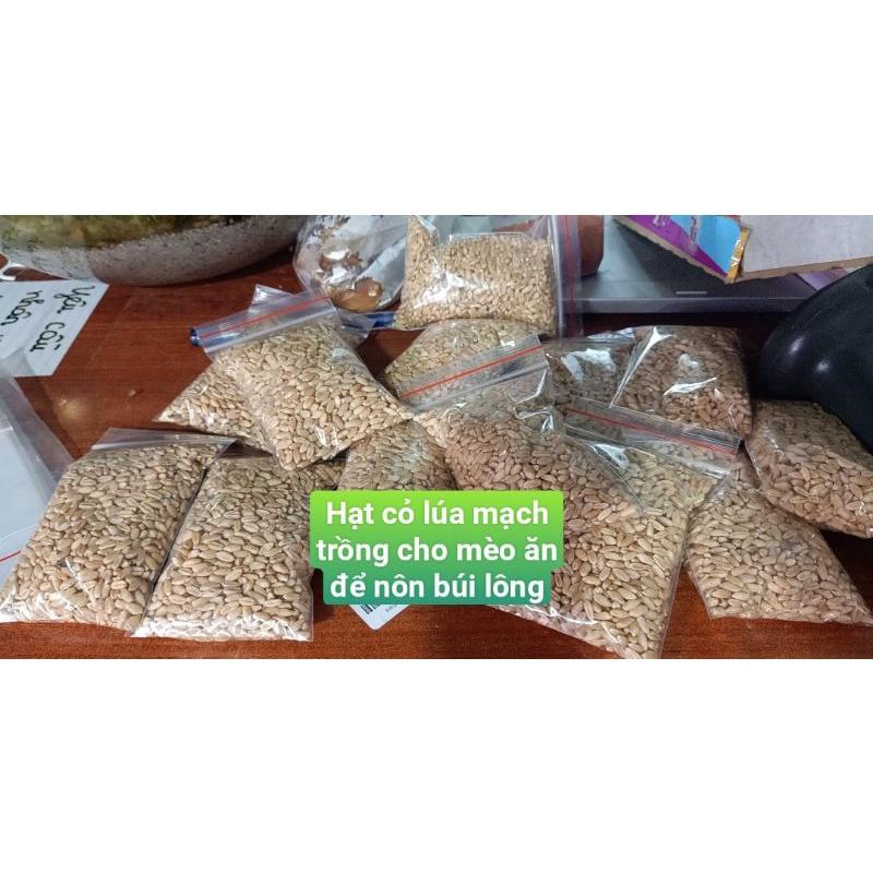 Hạt giống cỏ lúa mạch để gieo