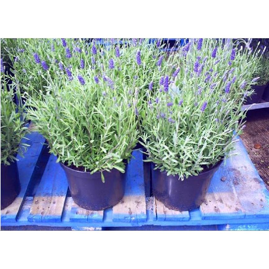 Hạt Giống Hoa Oải Hương -