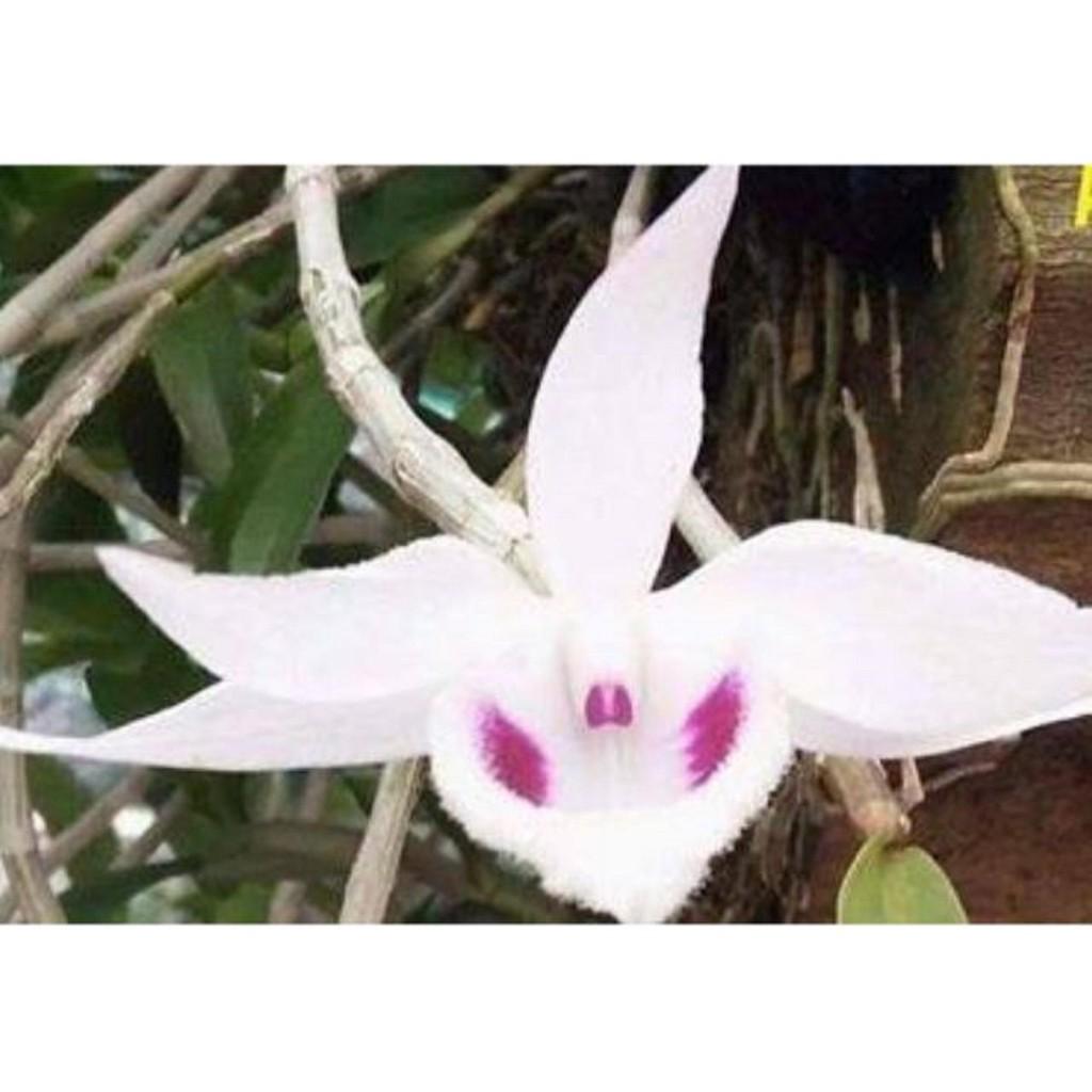 Cốc phi điệp 5 cánh trắng HÒA BÌNH - hàng CẤY MÔ - hoa TÙY DUYÊN - hoa siêu đẹp