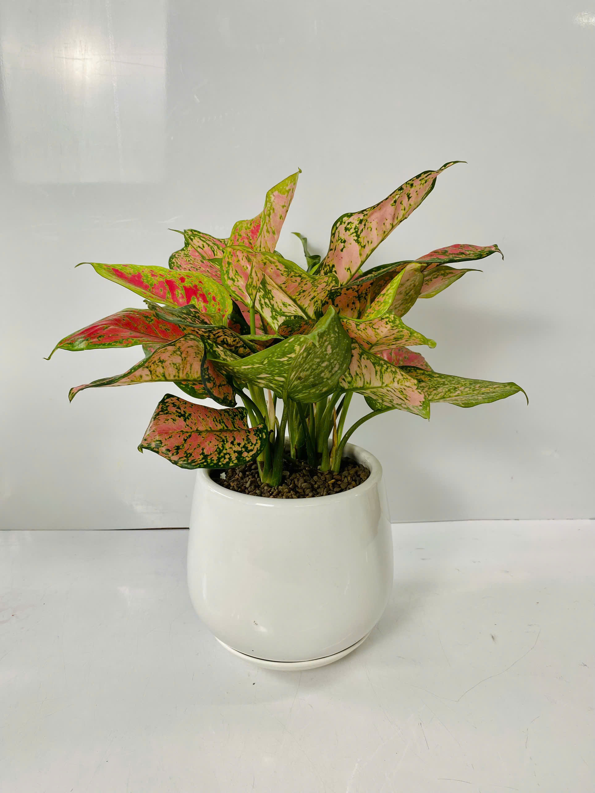 Chậu Cây Để Bàn Nhỏ Văn Phòng (1 bộ chậu và Cây Vạn Lộc Đỏ) cây trong nhà trang trí may mắn