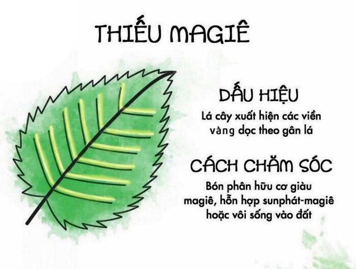 Phân bón FDA – Áo giáp kẽm Diệp Lục Tố biến vàng thành xanh