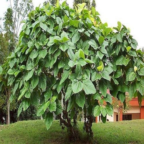 Cây vả mật giống chuẩn - cây giống choai