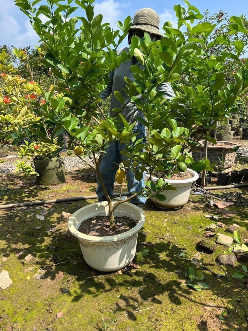 Cây Chanh Vàng Mỹ - Nhà vườn Xuân Khương