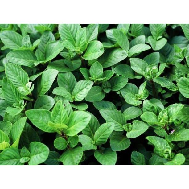 5 cây giống quế vị - Đơn hàng thanh thanh toán trước tặng 2 cây