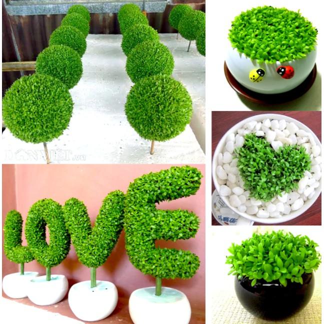 100hạt giống cỏ may mắn cực xinh