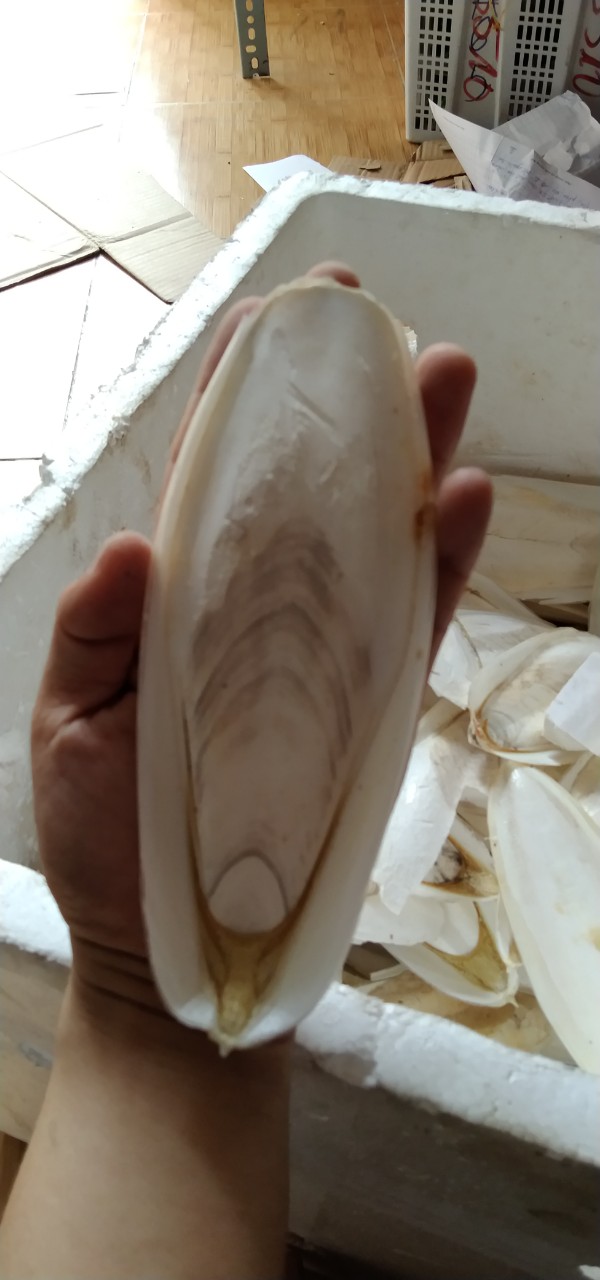 NAN MỰC NGUYÊN MIẾNG  DÙNG TĂNG CƯỜNG CANXI CHO THÚ CƯNG, CHIM, VẸT, YẾN PHỤNG