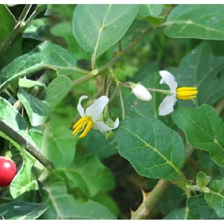 Bộ 5 gói hạt giống cây cà gai leo