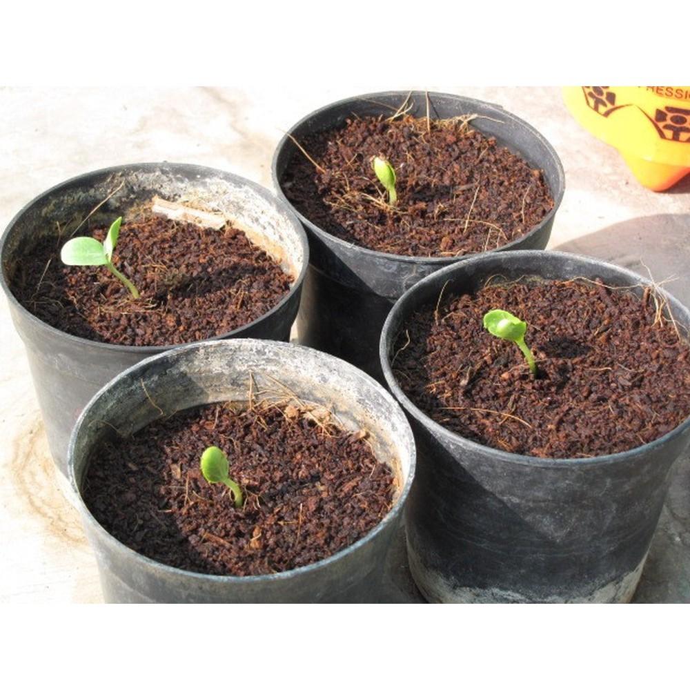Vỏ thông trông lan size nhỏ 0.5 cm dùng ươm lan, trồng địa lan 1kg