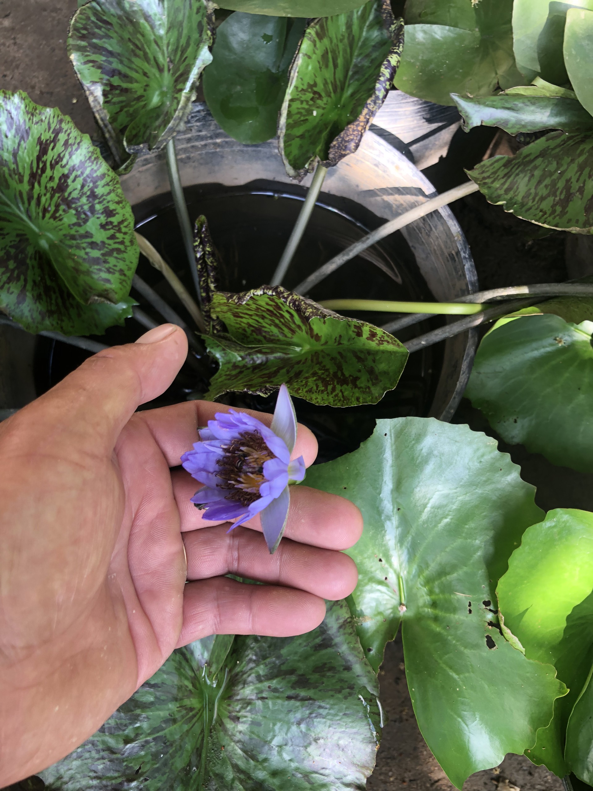 Chậu cây water lily hoa màu tím hoa cà