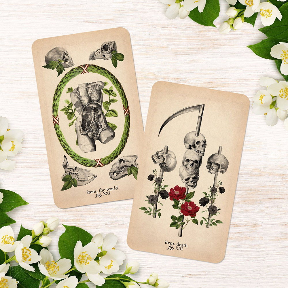 Bộ Bài Tarot The Antique Anatomy 78 Lá Bài