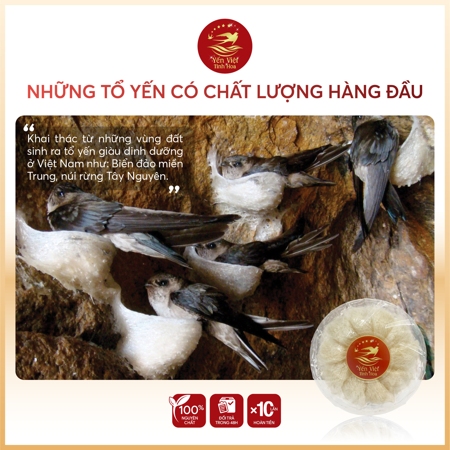 Tổ yến Tinh chế sợi 100 gram Yến Việt Tinh Hoa - Hàng chính hãng