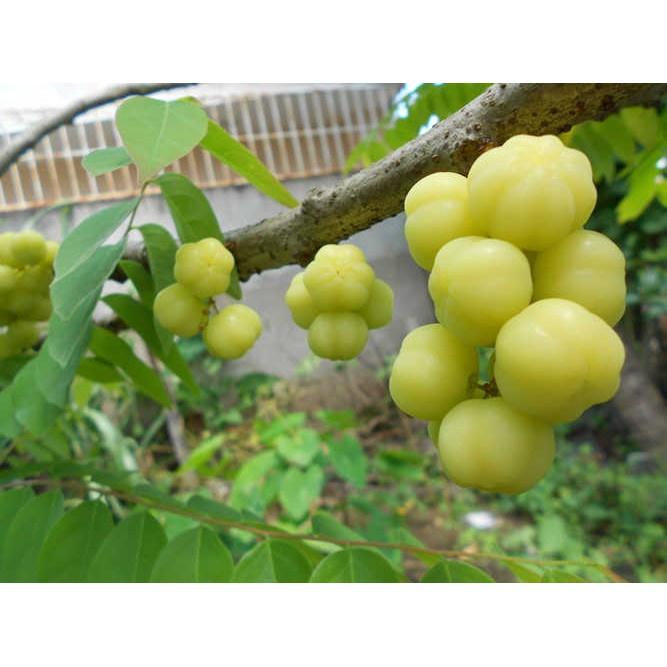 Cây giống chùm ruột thái trái ngọt siêu sớm