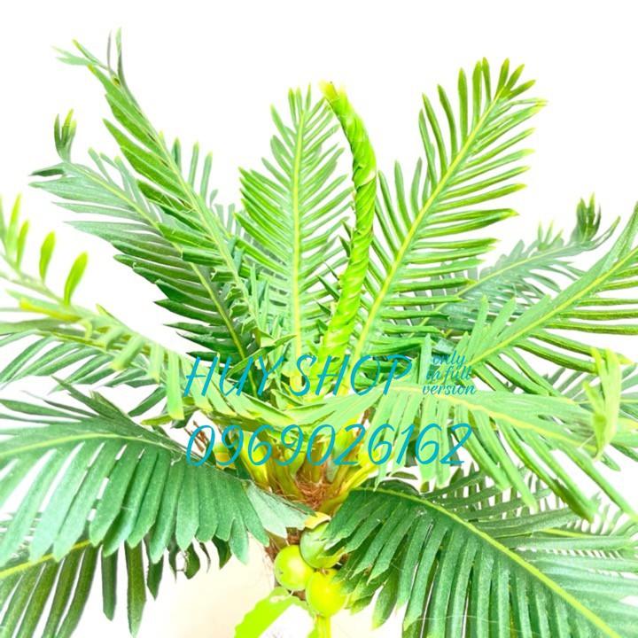 Chậu cây Trái DỪA nhân tạo trang trí nhà cửa