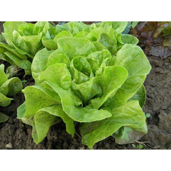 Gói 2g hạt giống xà lách búp