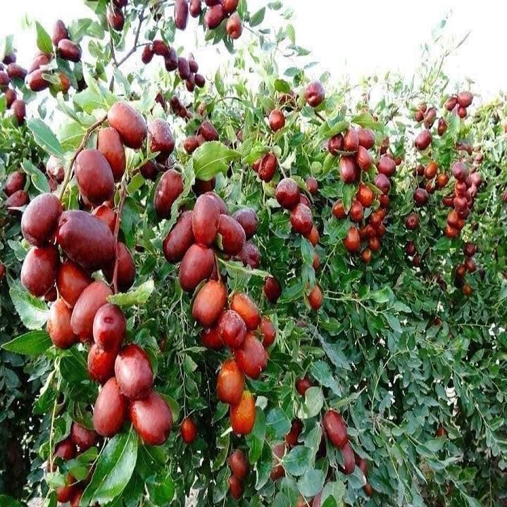CÂY GIỐNG TÁO ĐỎ TÂN CƯƠNG, CHO QUẢ SƠM