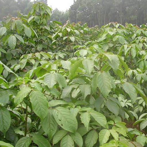 Giống cây nhội